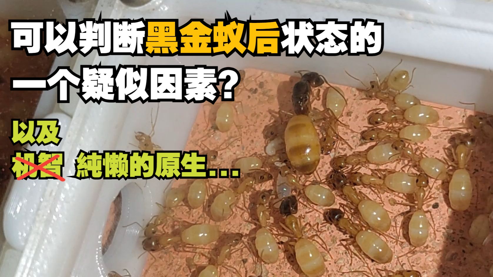 2025年7月养蚁记录下