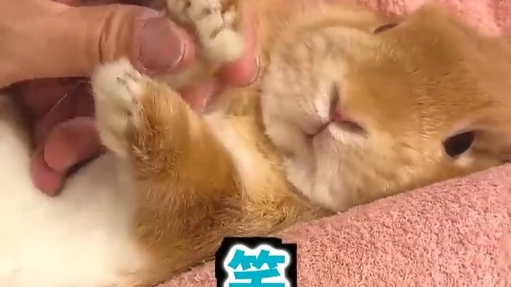 【荷兰侏儒兔/小餐包】察觉到世界末日般的兔子在这里