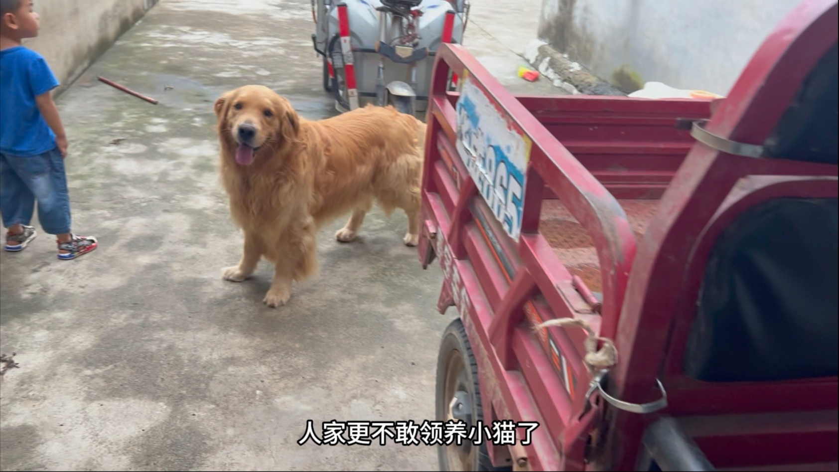 今天给小猫咪找主人去，团团狗皮膏药