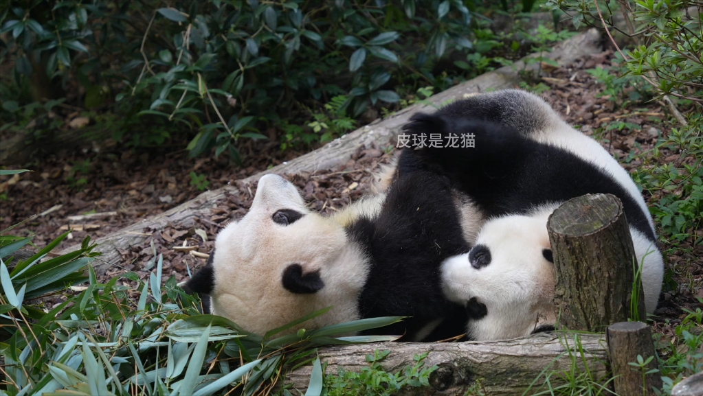 8.14花花&和叶...久违的贴贴，叶子今天兴致勃勃的挼姐姐，被挼的