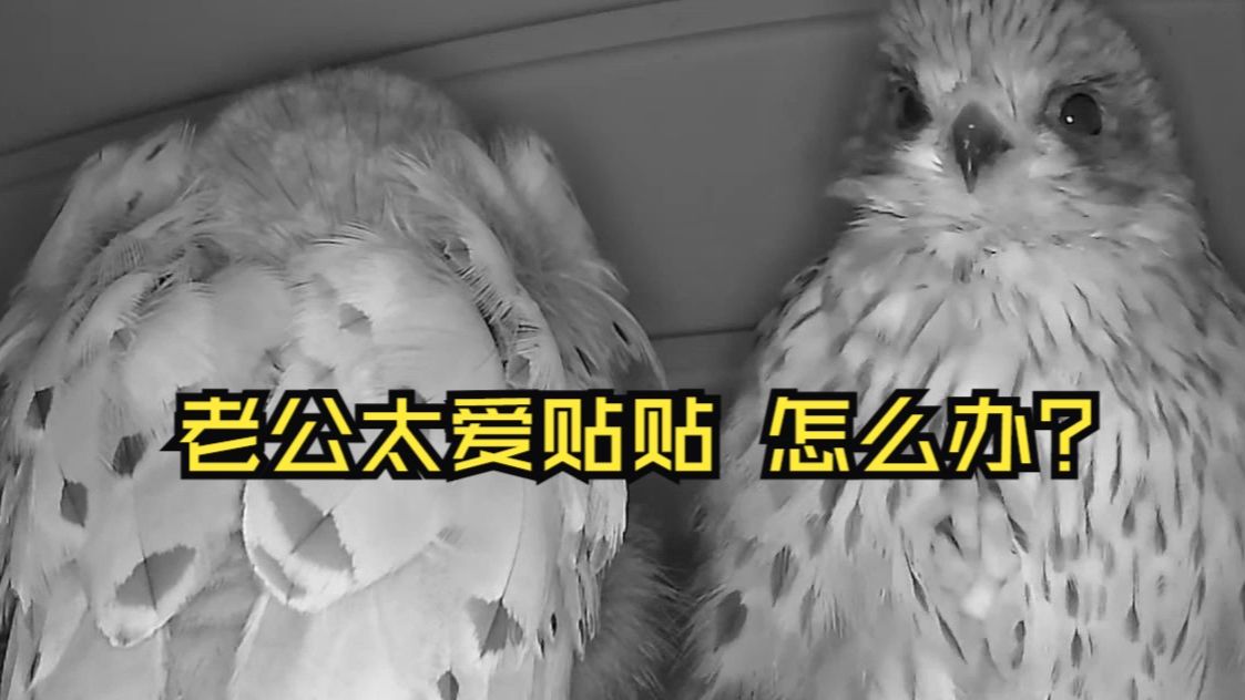 想貼貼?先過尾羽這關! 德國紅隼夫妻甜鬧日常 20250807