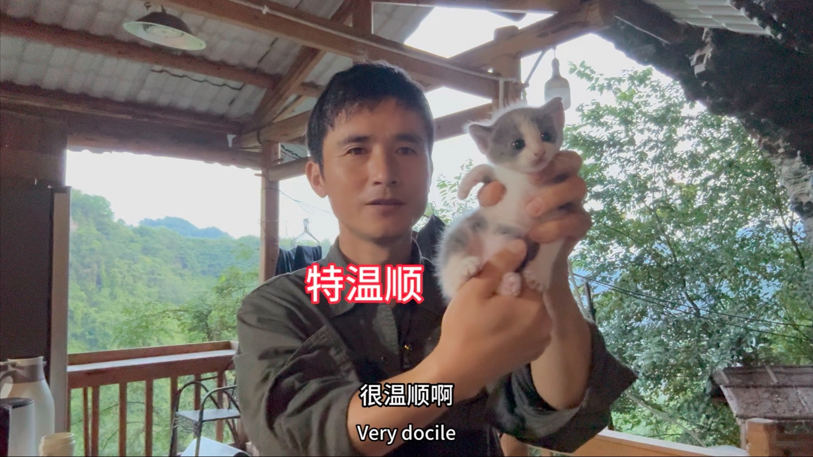 一只可爱的蓝白，不但温顺粘人，胆量还不小