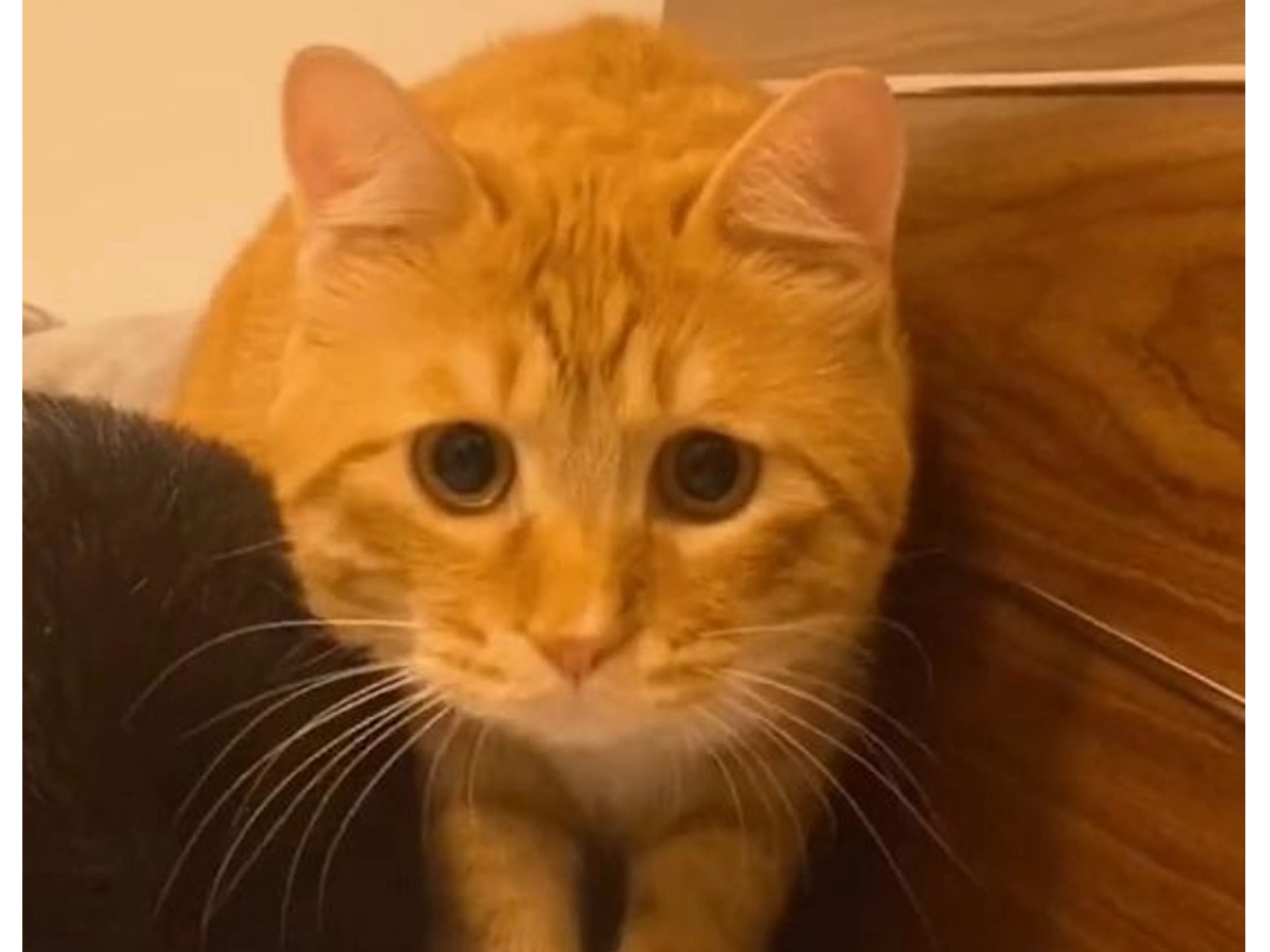 在猫的眼中，人类的这些行为到底是什么意思？