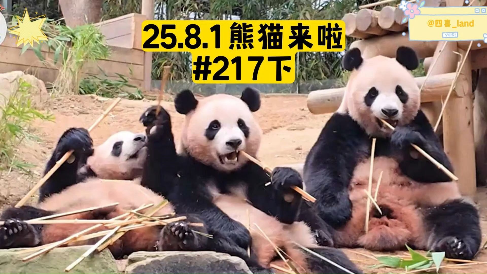 【中字】25.8.1熊猫来啦ep217下丨爱宝老练地应对独立训练，爱