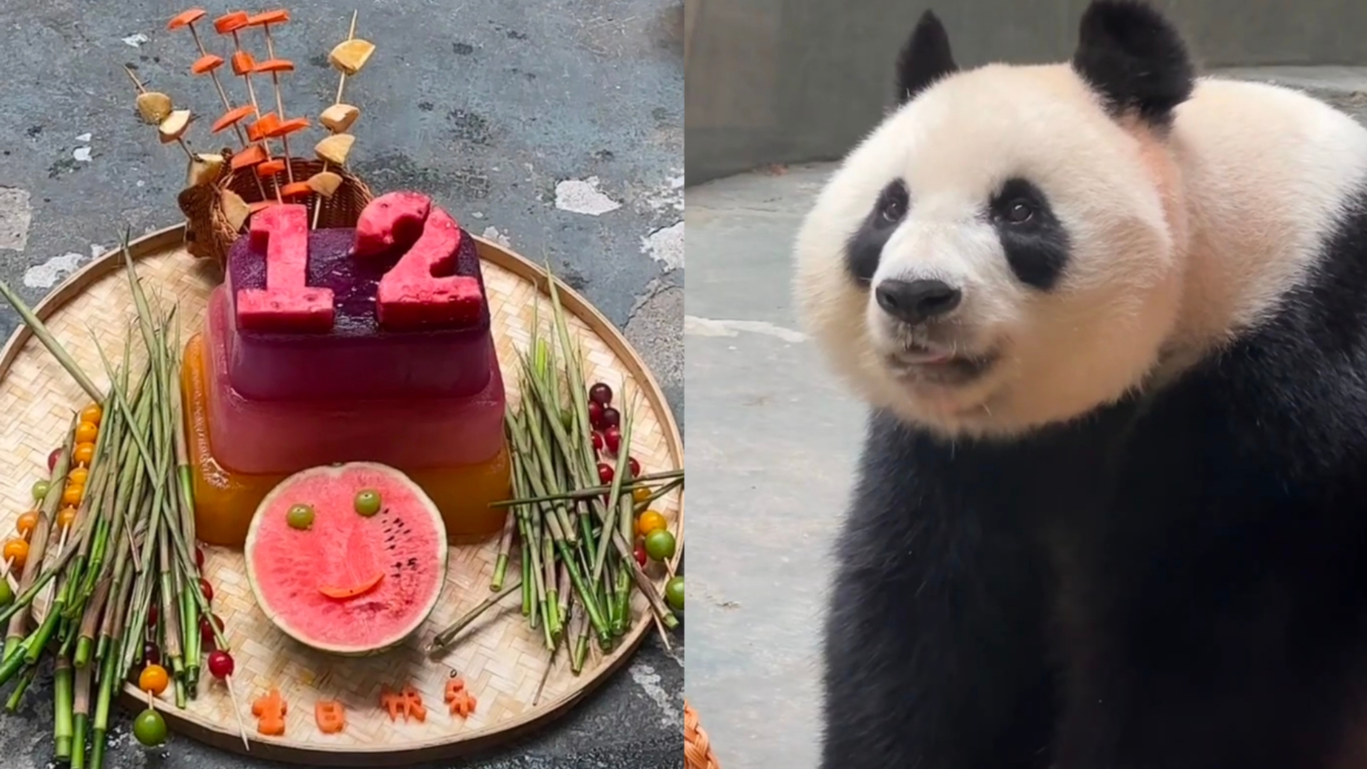 祝华丽宝宝12岁生日快乐，熊生顺遂～华丽：要做2岁的宝宝！