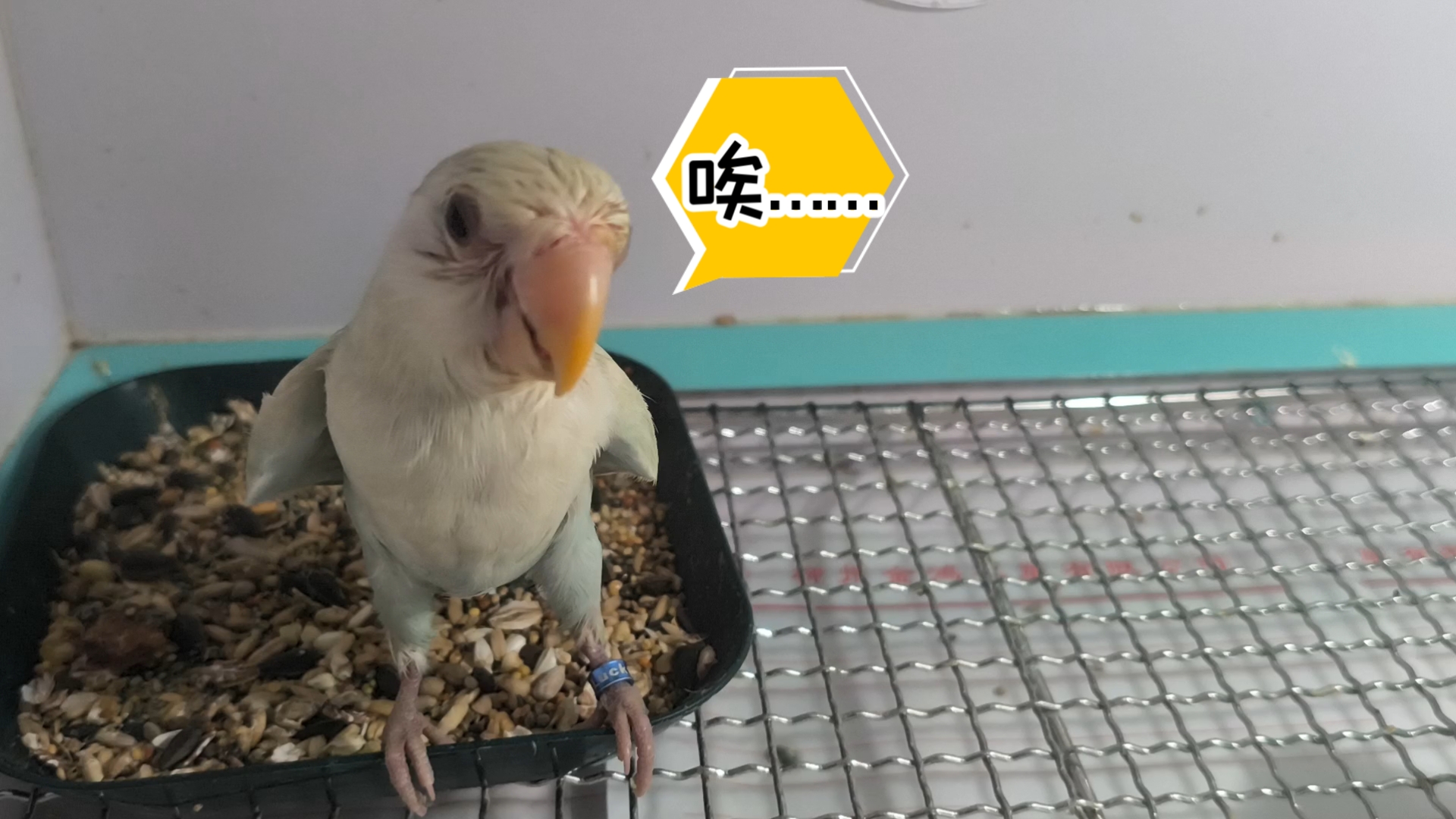 【牡丹鹦鹉】治疗半个月了，还能治好吗……