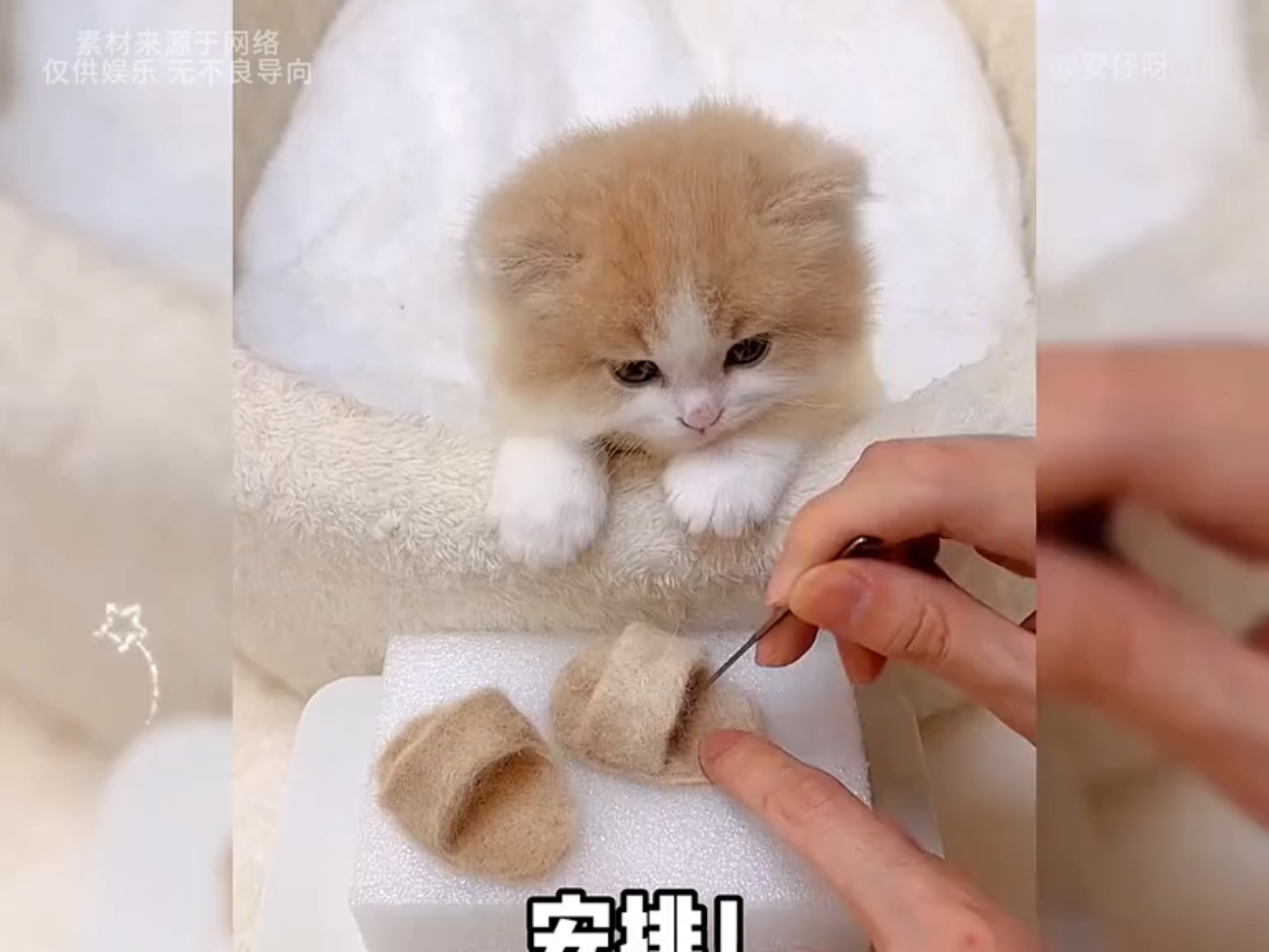 盘点几只奶萌猫咪的搞笑日常