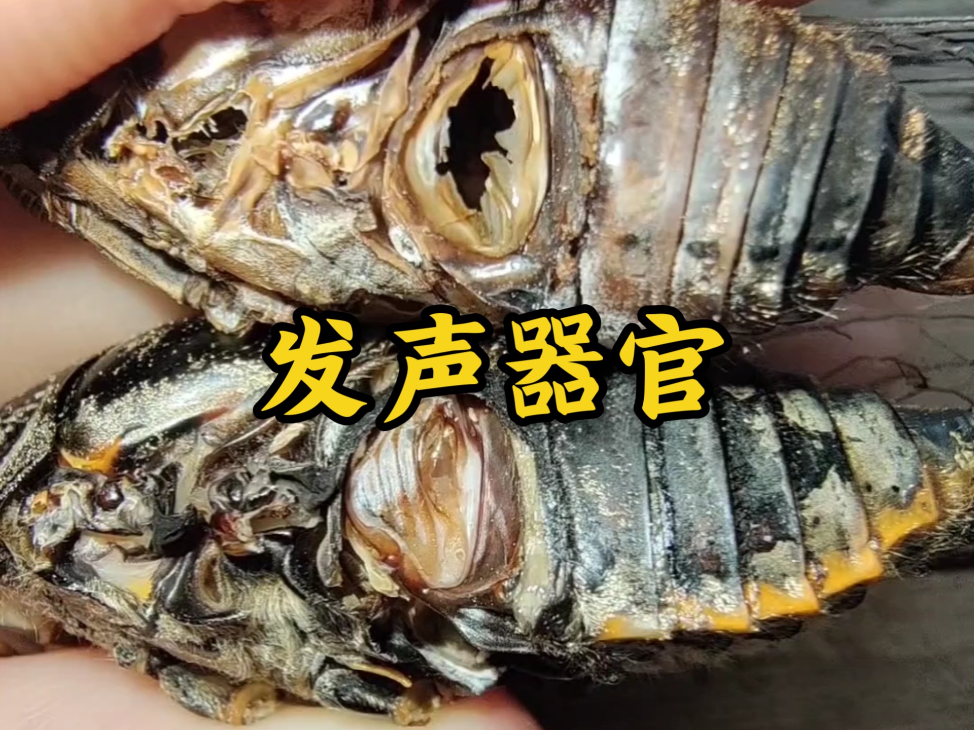 一个视频，让你真正认识知了的发声器官