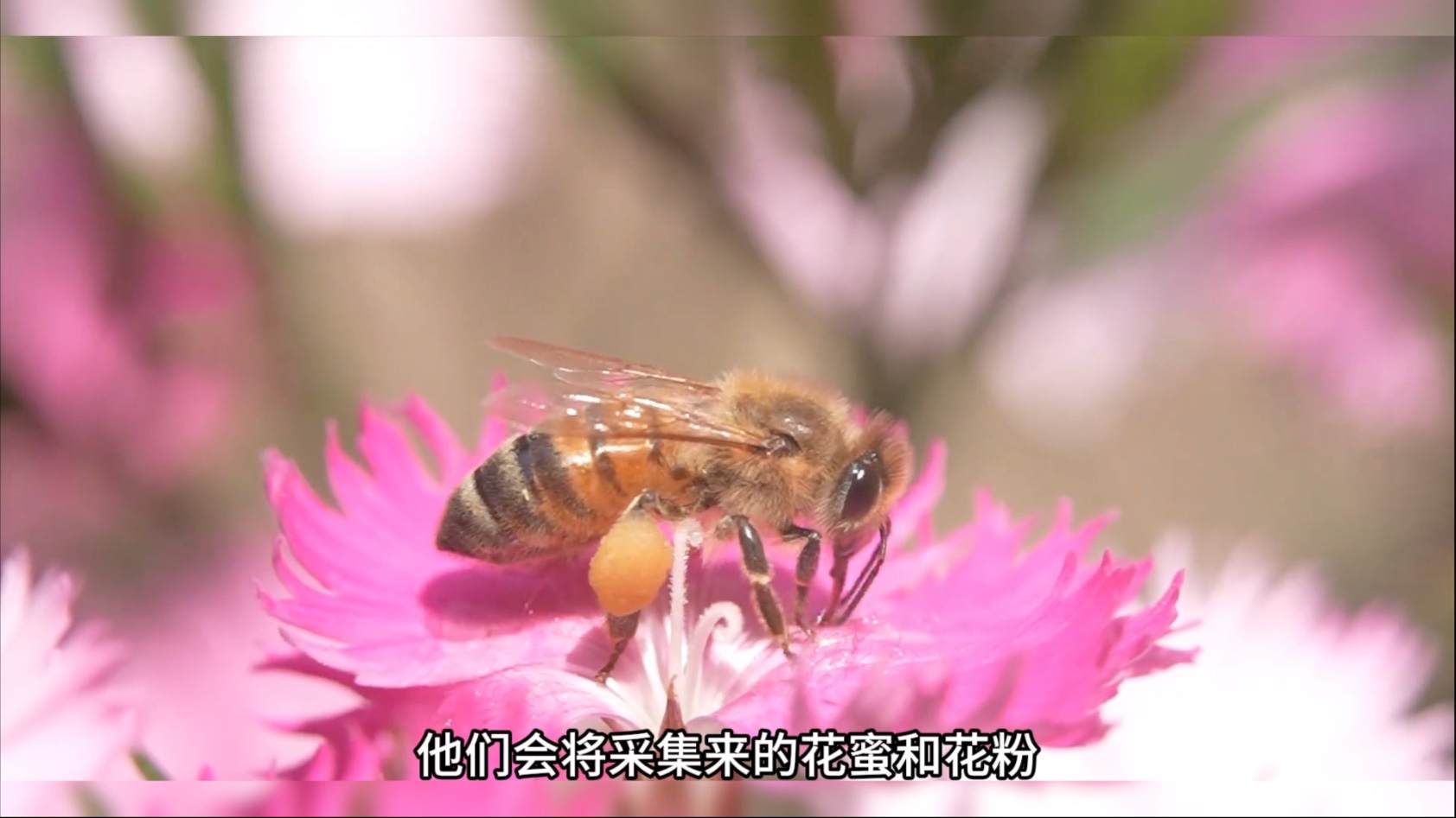 耗时100天，用橱柜蜂箱模拟一个蜜蜂帝国，以上帝视角观察蜂群的