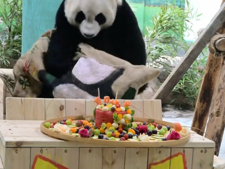 「大熊猫苏星」铁头帮主来临沂的第一个生日，11岁生日快乐！2025