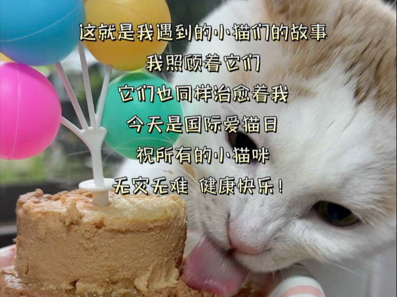 两年遇到的所有神仙小猫咪全员大介绍！