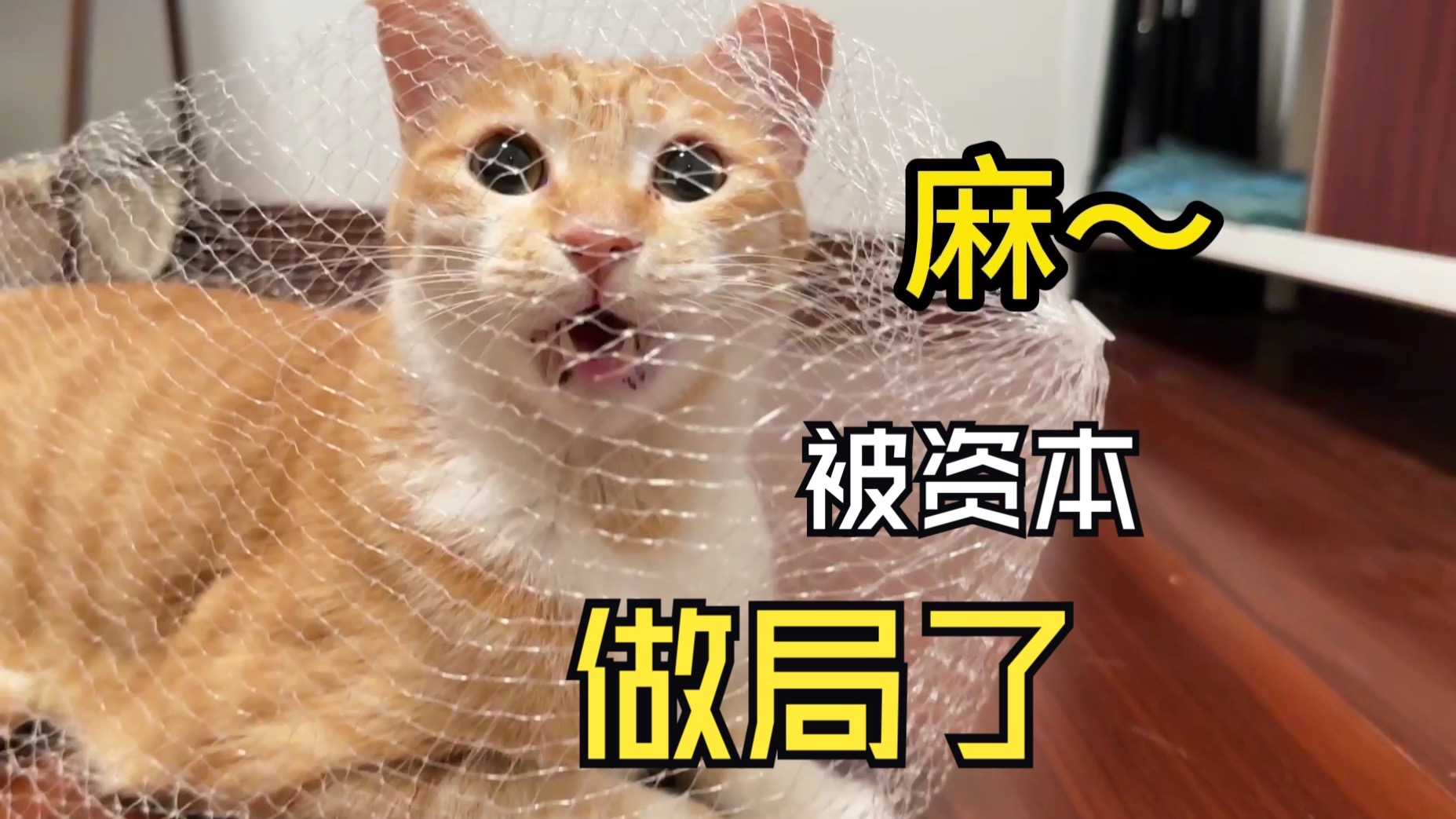 无辜！小猫被捕究竟为哪般！！