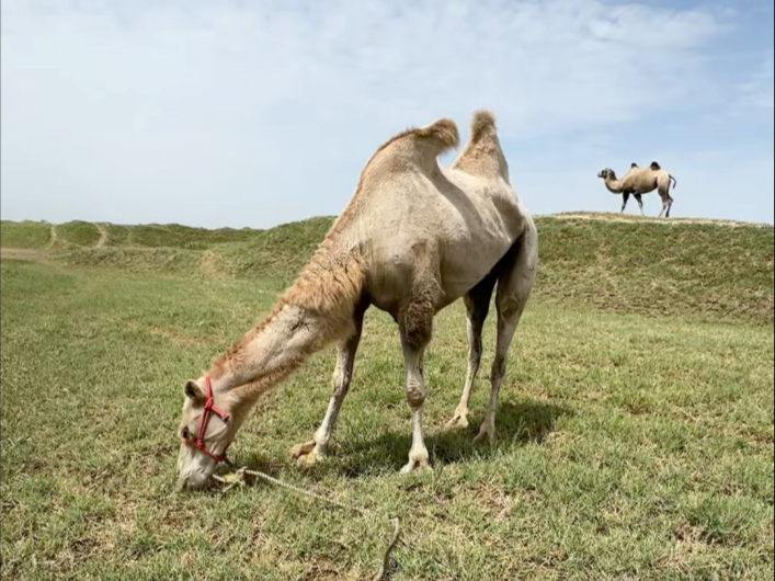 大白兔三天不吃草了 今天终于开吃了