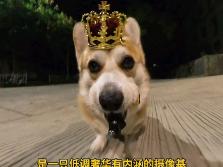 小狗：白天是总裁，夜里竟在路边捡垃圾……