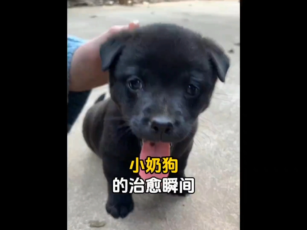 “小奶狗的治愈瞬间，谁能拒绝这么可爱的小奶狗啊”