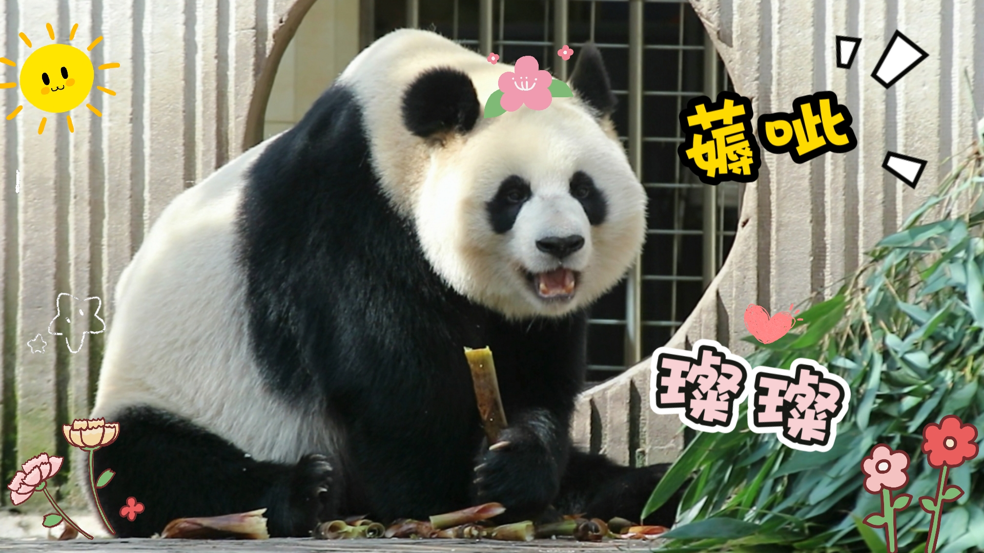 水秀崽今天7岁啦～8.22大美璨生日快乐！「璨璨」