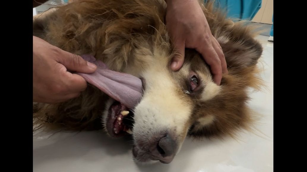 豫西传奇耐打王皮子，和旋风小霸王恩佐一战，就此陨落