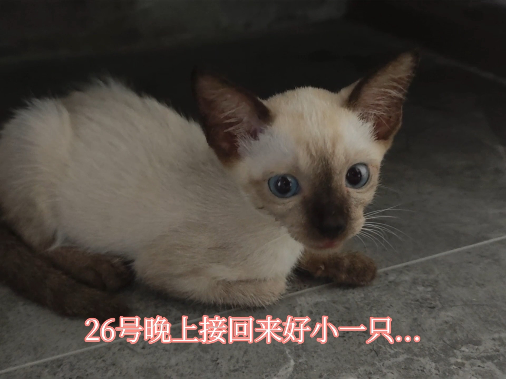 差点把我的小猫养死了 ꒦ິ^꒦ິ