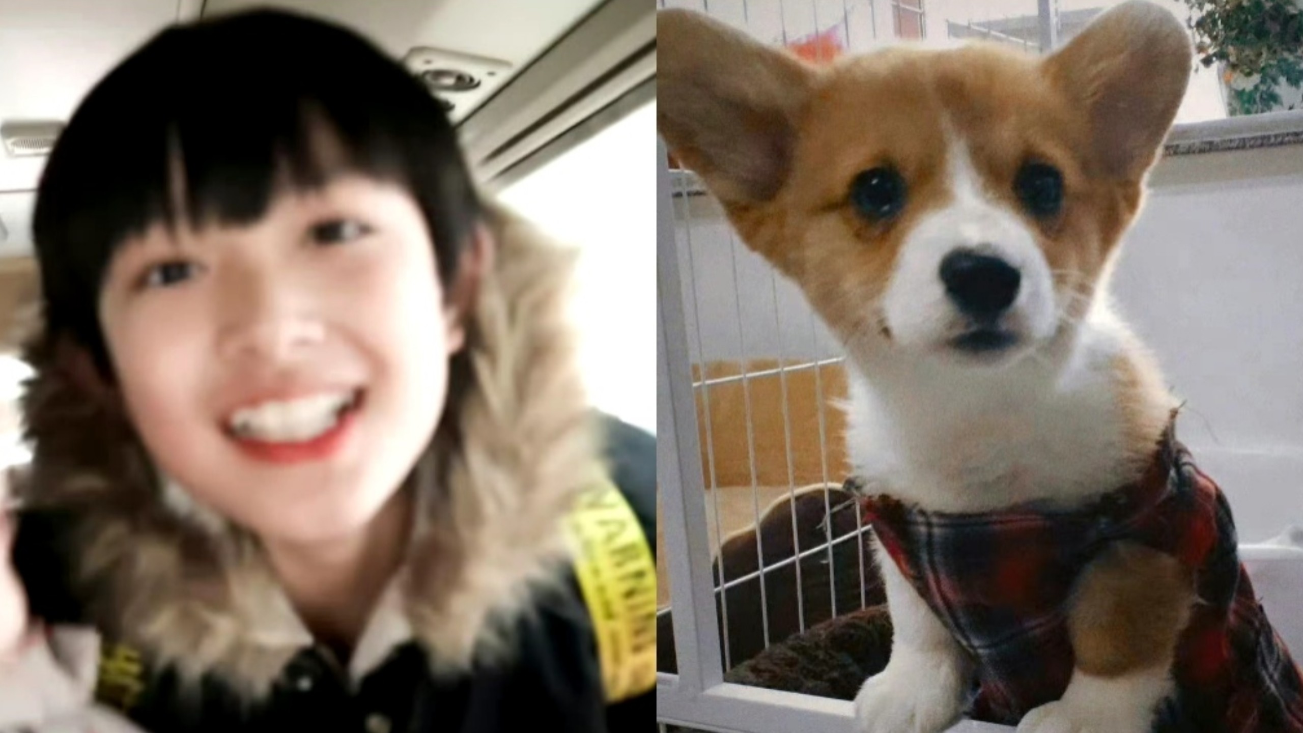 【张极】豆几与啵啵的小日常#又名啵姐“受难记”～