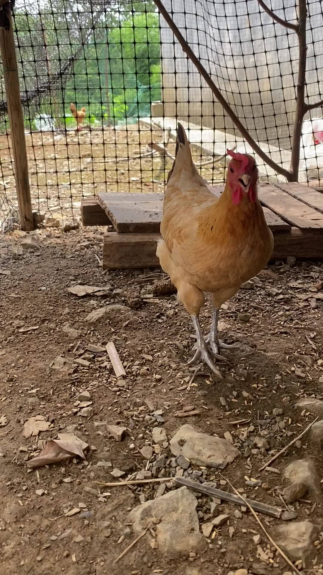 咯咯咯说了那么多一句没听懂