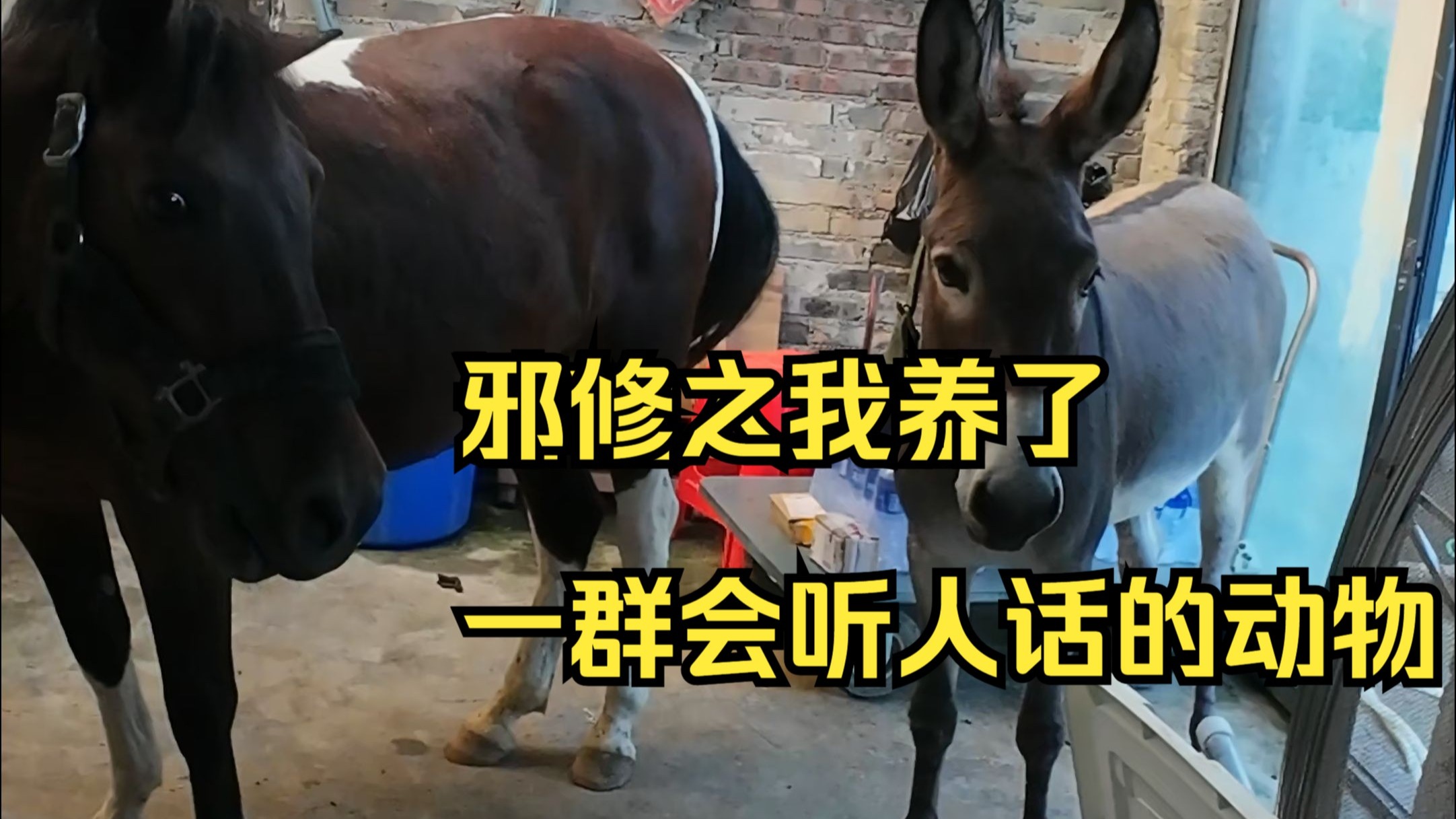 邪修之我养了一群听得懂人话的动物