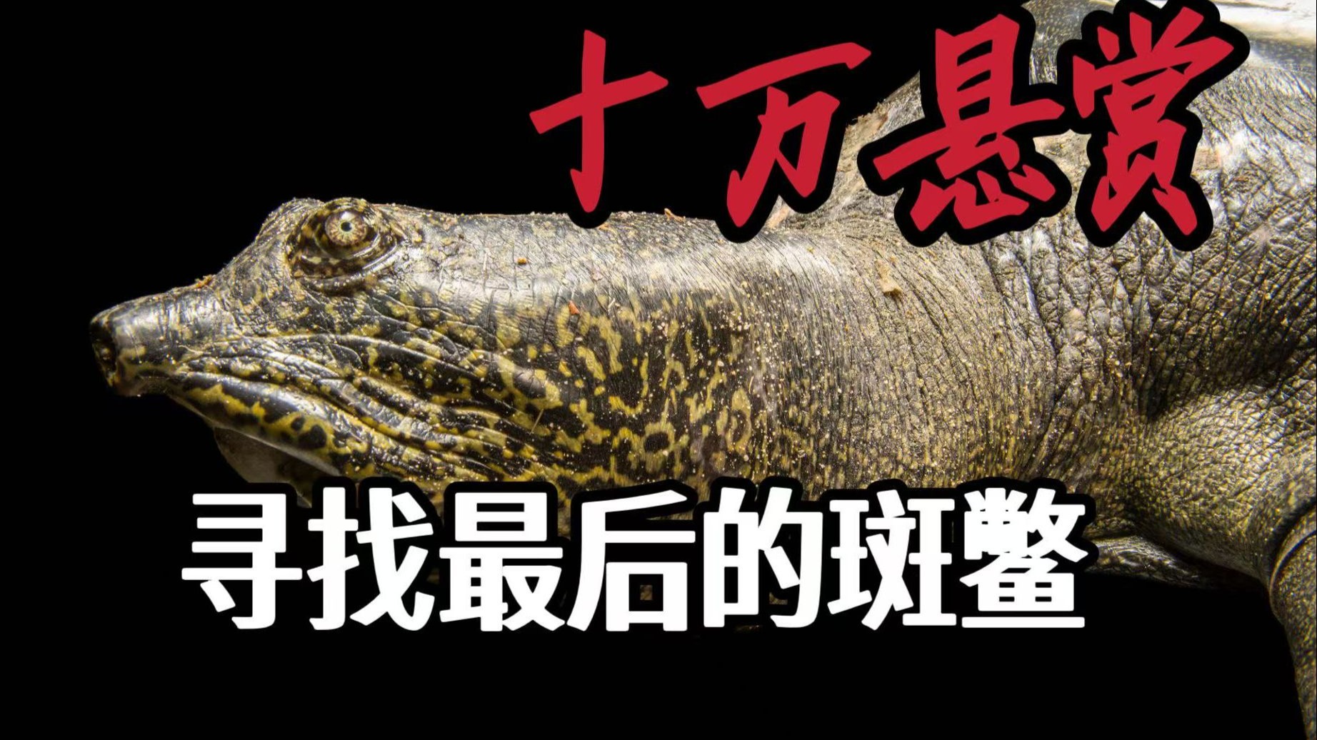 找到一只斑鳖奖励十万块？这十万块真的那么好挣吗？