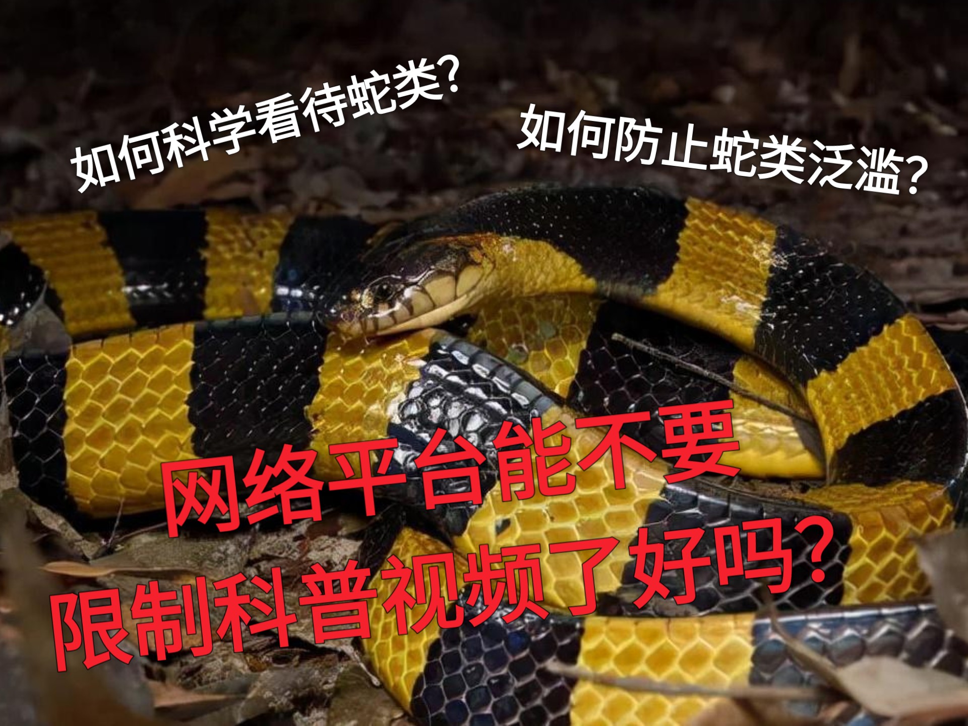 如何科学看待蛇类？如果蛇类泛滥我们应该怎么做？浅谈一下如今网