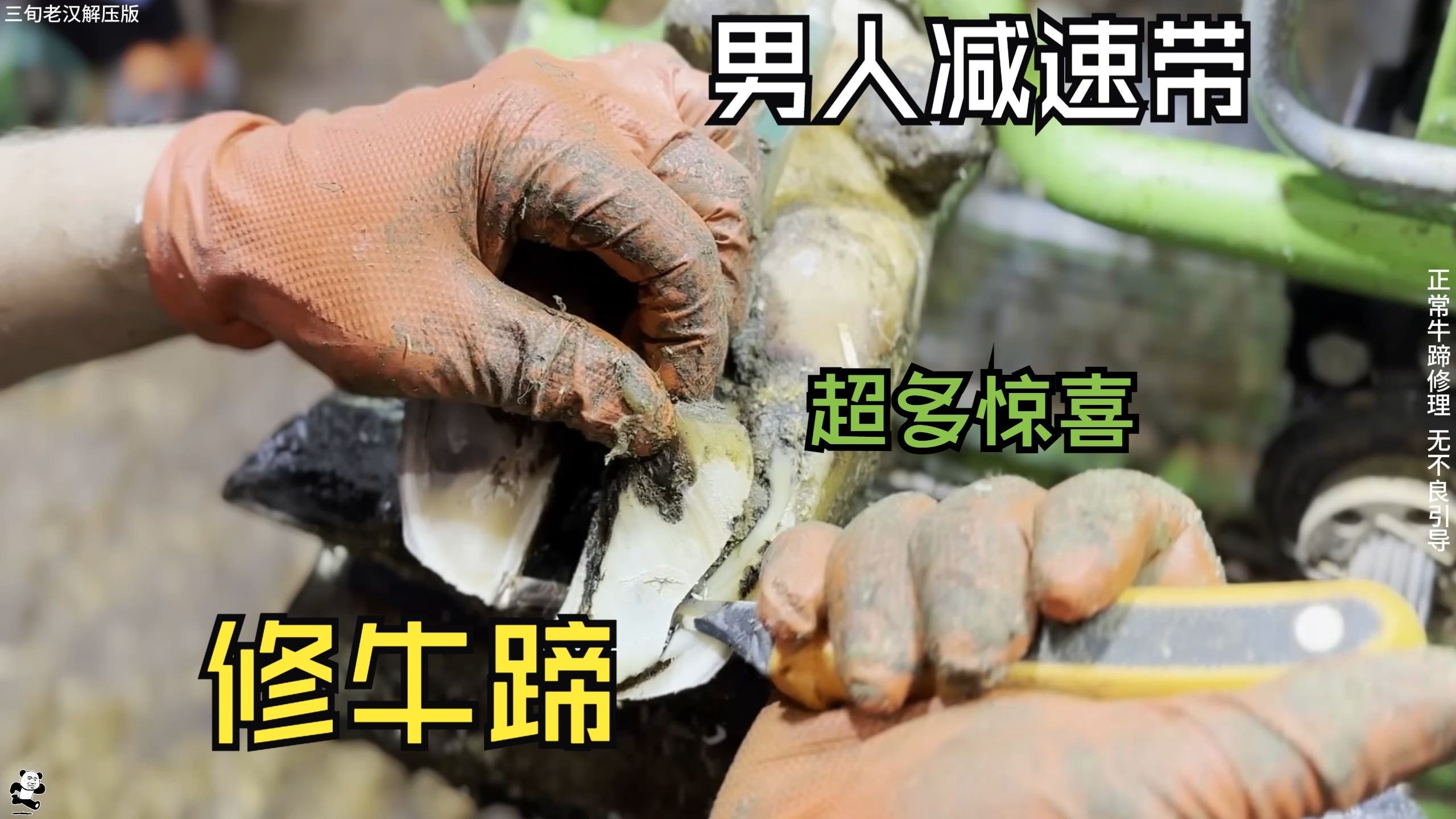 男人减速带，解压修牛蹄！快来牛蹄里面“寻宝藏”吧