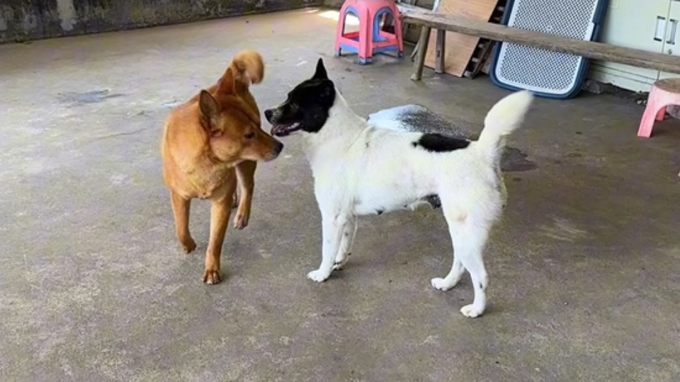 狗大有没有追到小黑头？