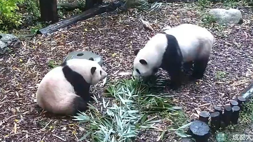 25.8.7 立秋，姐妹同框了！快一个月了，终于看到妹妹了，几天没见花