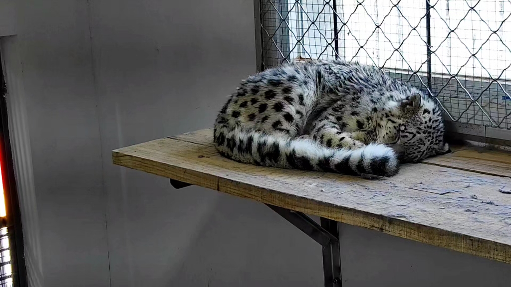 凌小蛰日常（8.13）