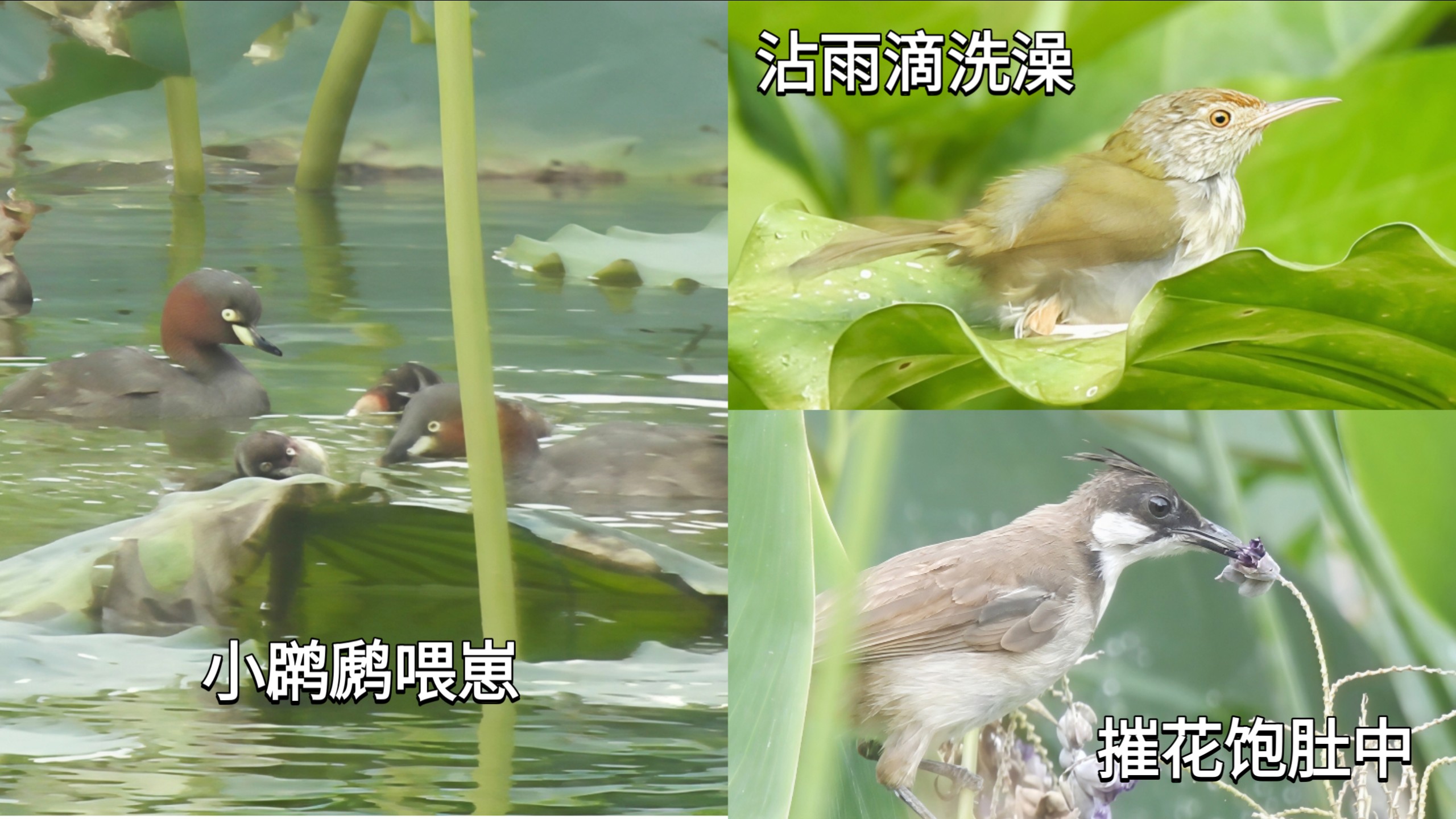 【观鸟】小䴙䴘育雏 红耳鹎啃花 长尾缝叶莺沾露水洗澡～（深圳洪