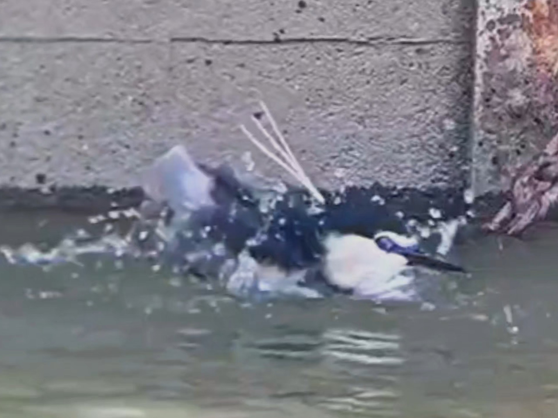 直播回放～泡温泉的企鹅，一刀未剪、原片直出，三次激情泡澡的鹭鹭