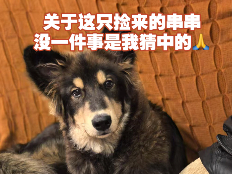 垃圾桶里捡来的串串小狗长大了