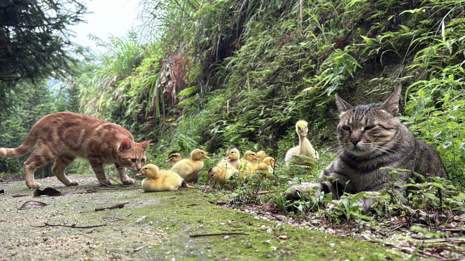 有西瓜大哥罩着 我们就是最幸福的小鸭崽