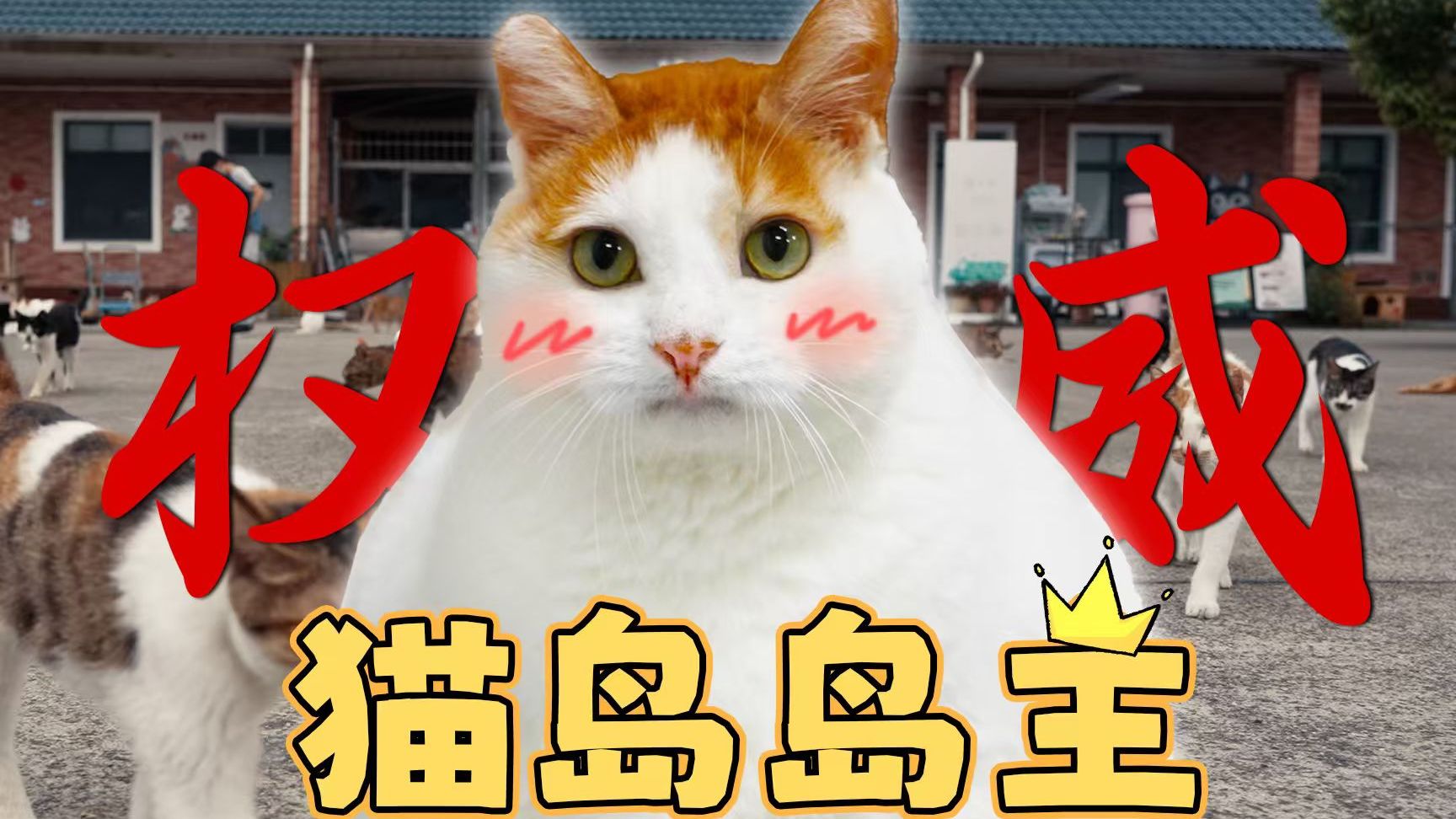 猫猫：这猫岛岛主，俺当定了！