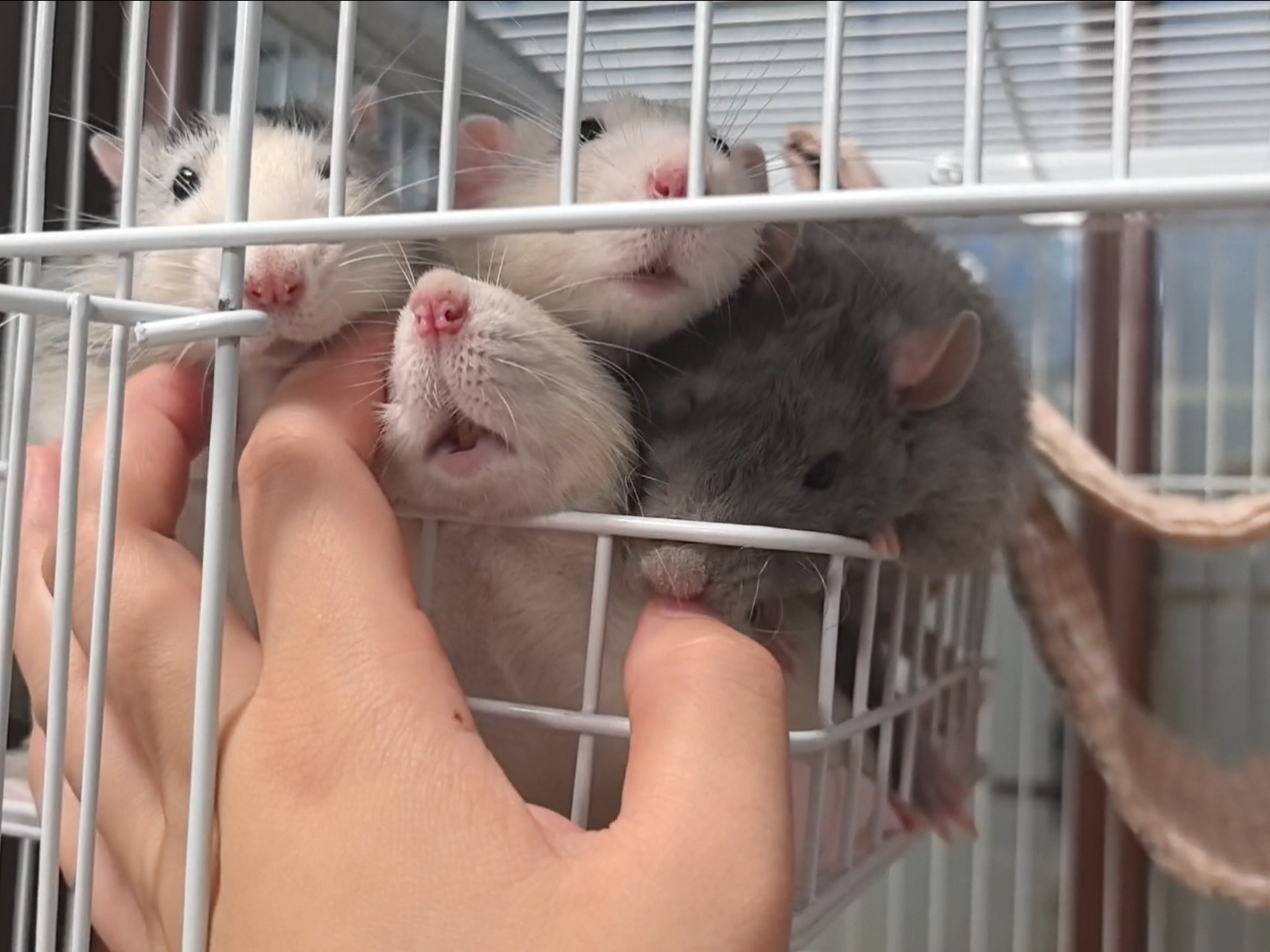 谁懂啊一回来崽崽们都挤上来了哈哈哈哈哈