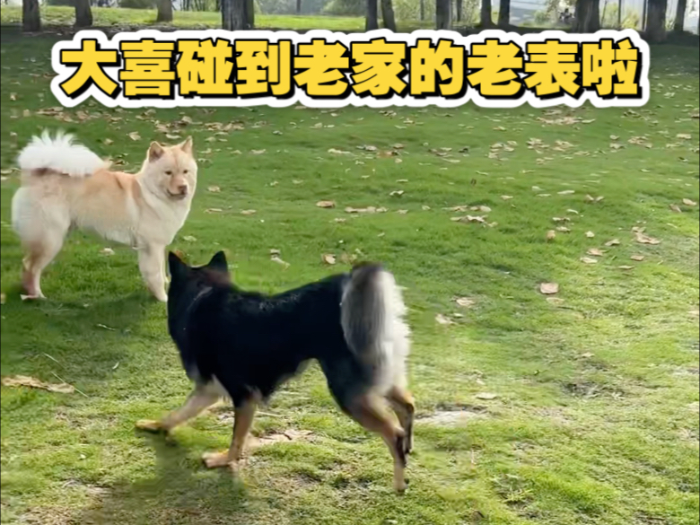 又碰到一只大喜的老表，好可爱呀，好想抱回家