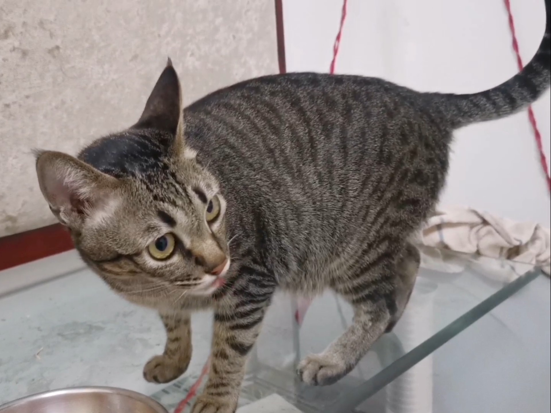 喵师傅：独享周末大餐。