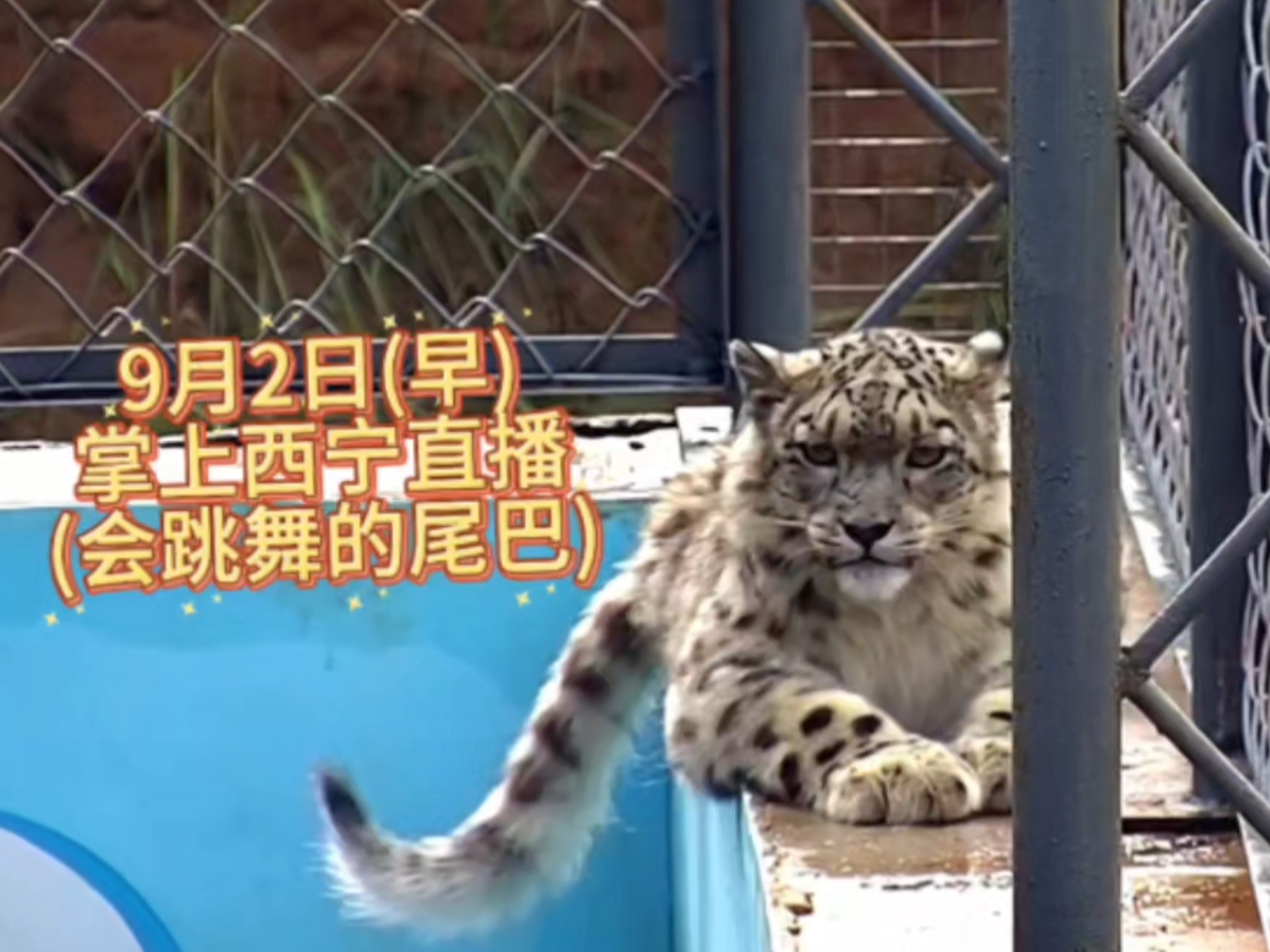 9月2日(早)掌上西宁直播(会跳舞的尾巴)