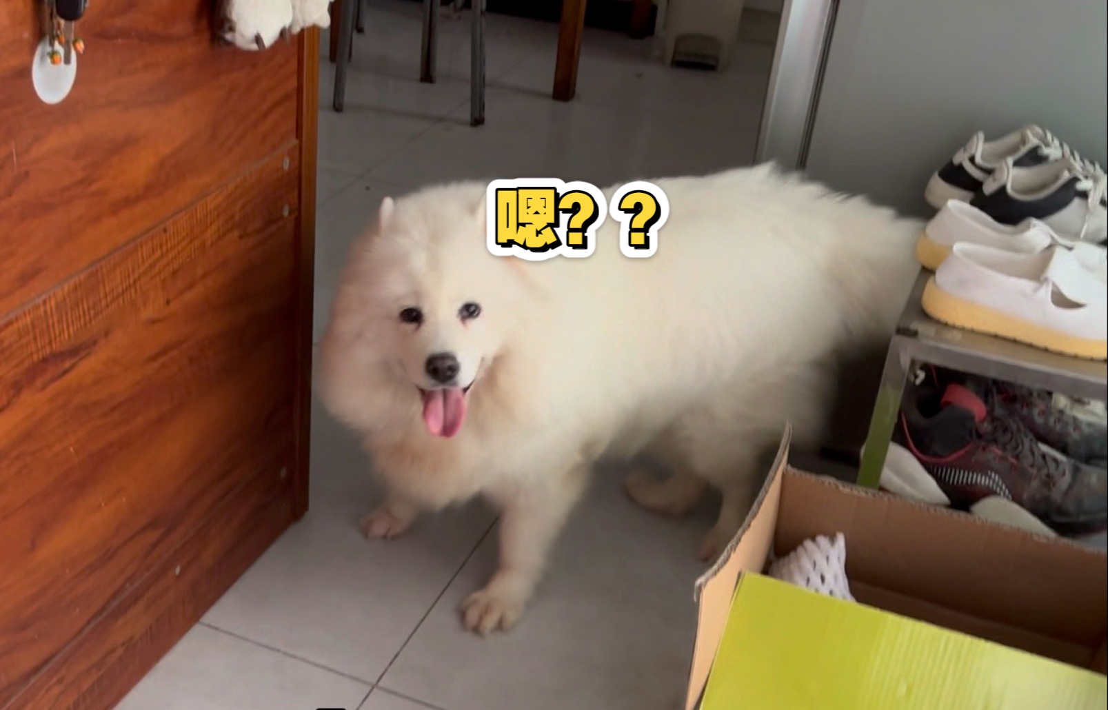 摸完别的小狗回来的对峙…