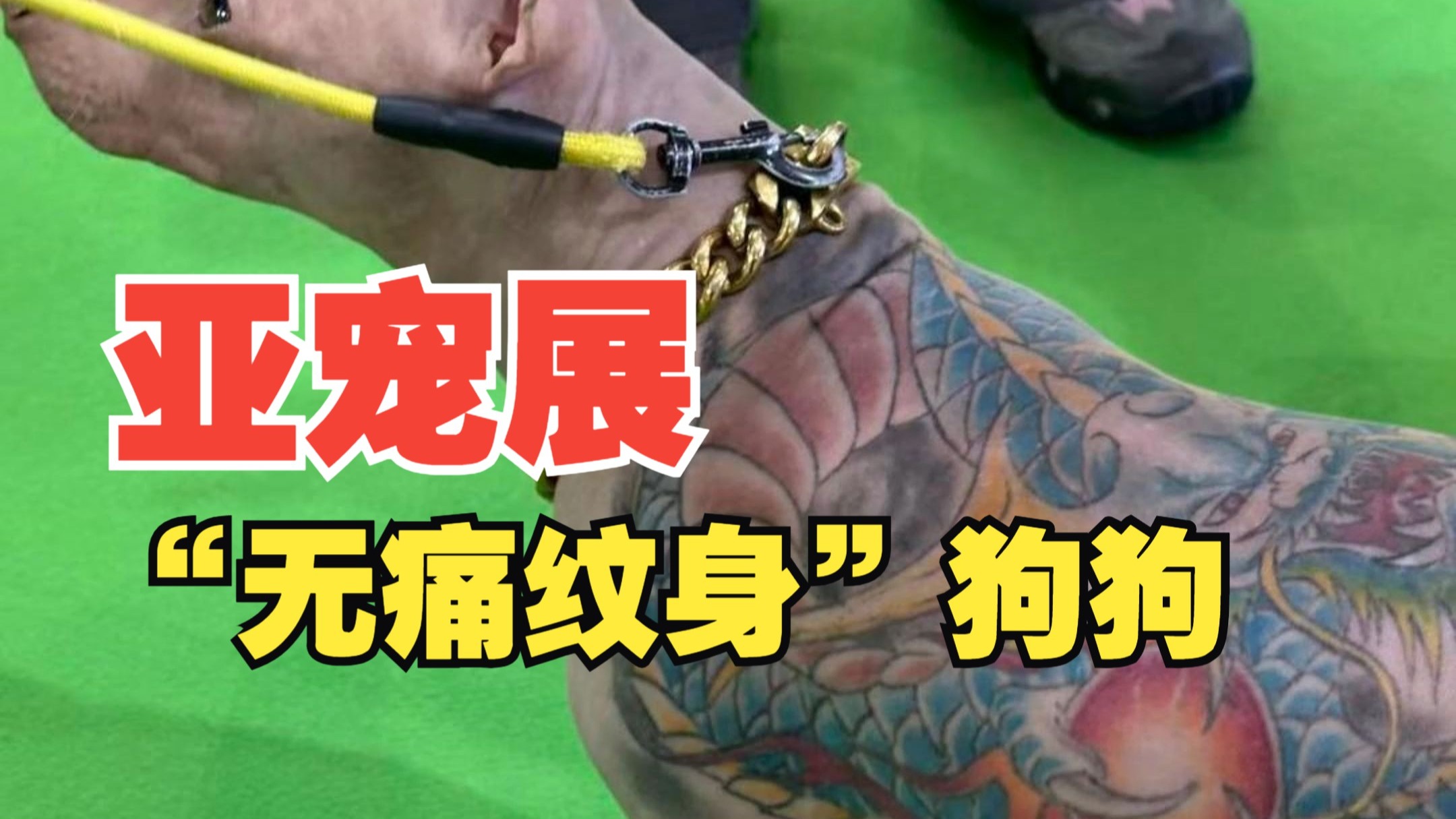 愤怒！抵制亚宠展纹身狗商家