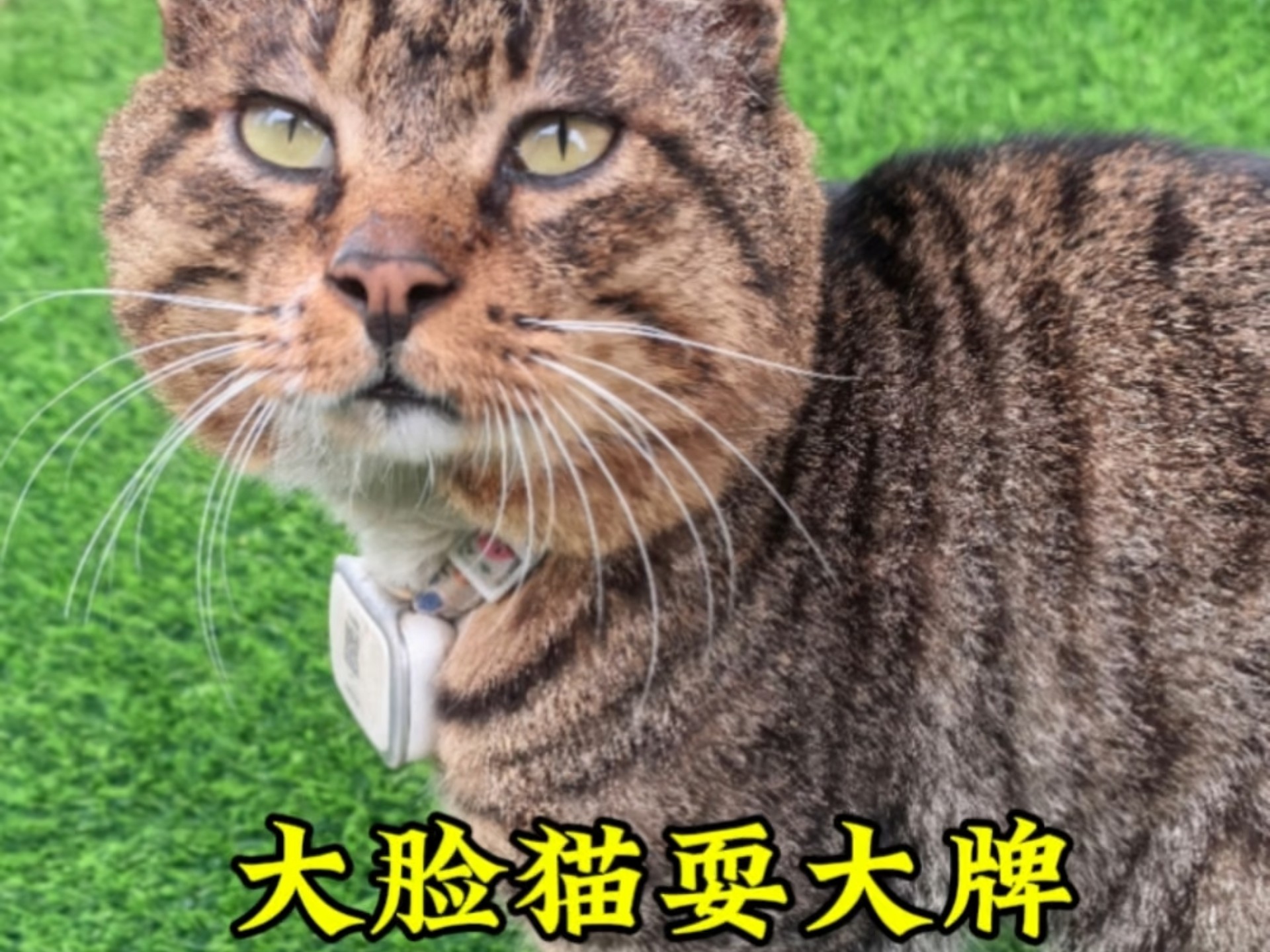大脸猫耍大牌，小虾宝5斤啦，汤姆猫最忙
