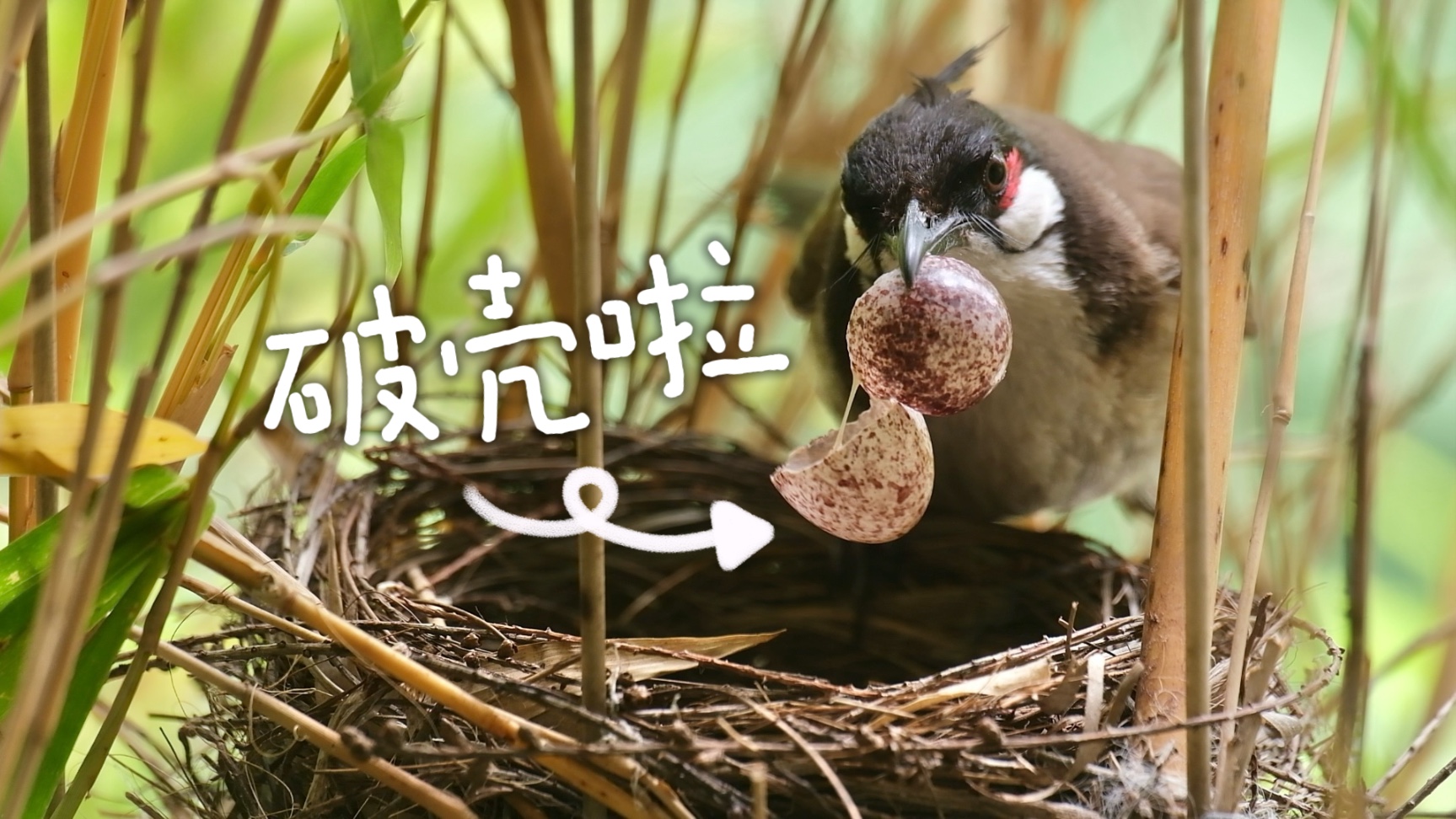鹎鹎育雏观察室 vol.5｜破壳日