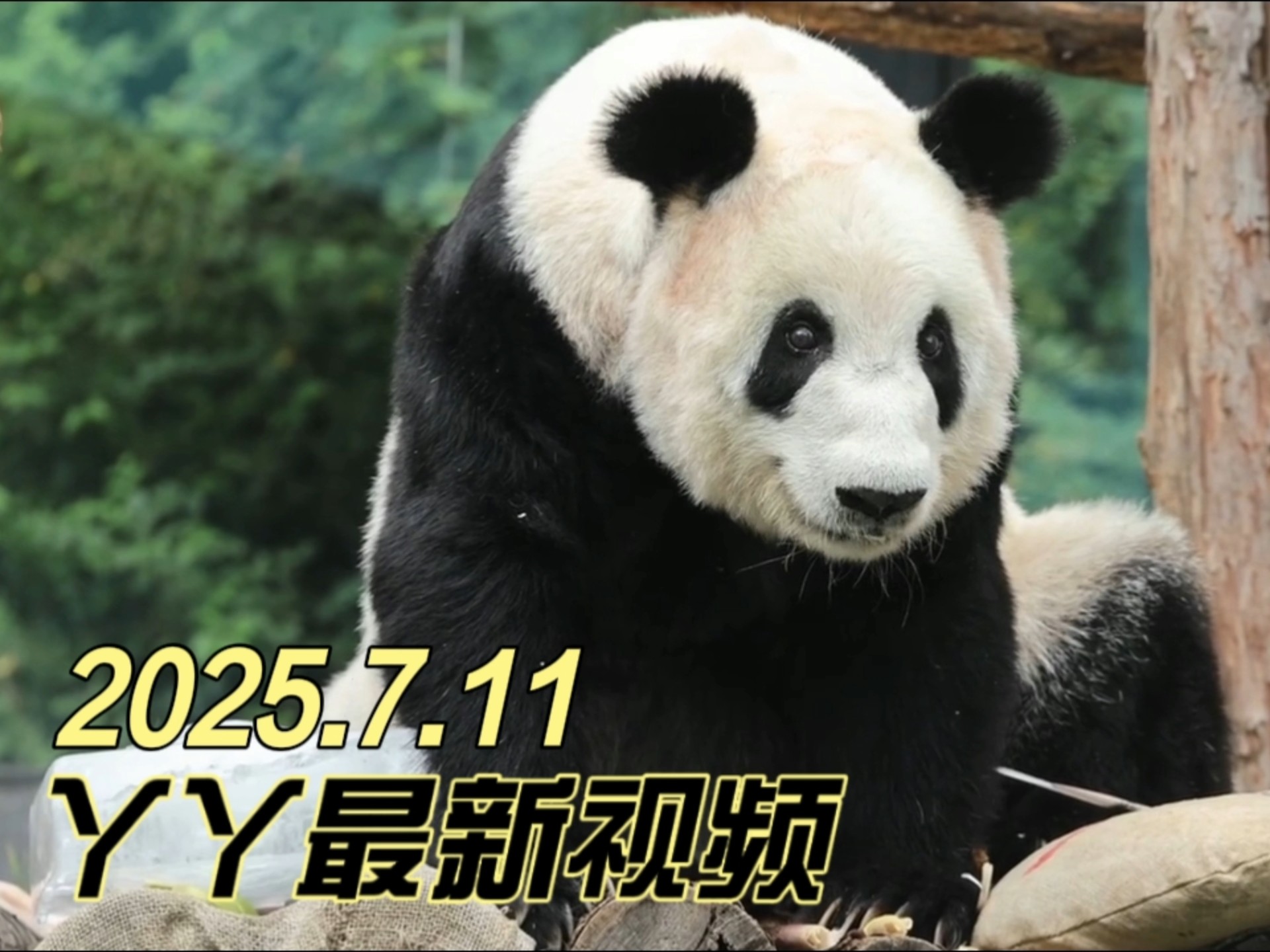 2025.7.11熊猫丫丫最新视频：晃悠悠的，是晕饭饭了嘛~