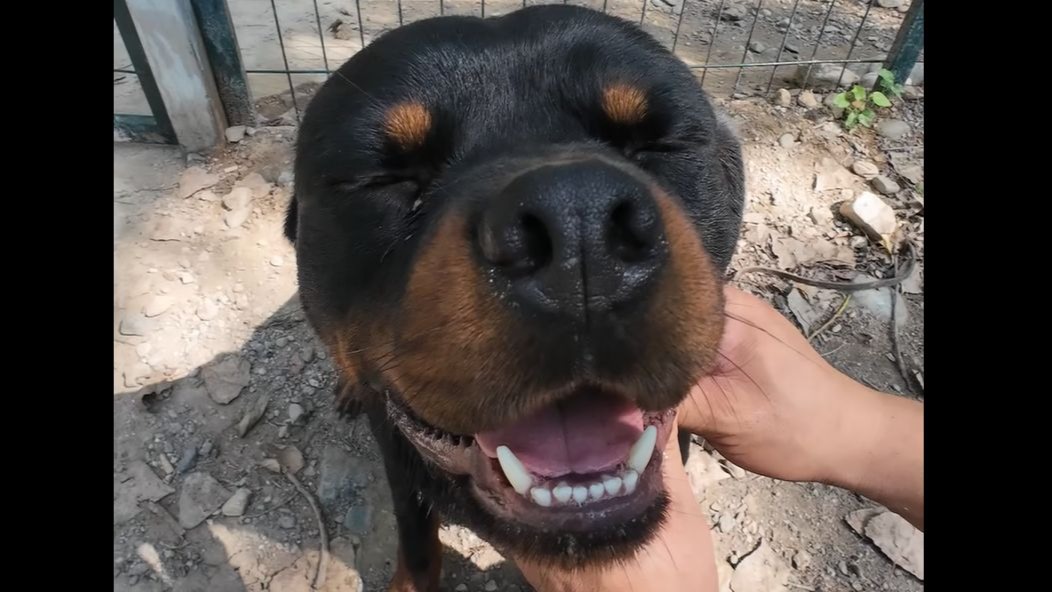 怪不得小母狗都喜欢黑刺，就这颜值，谁看了不迷糊