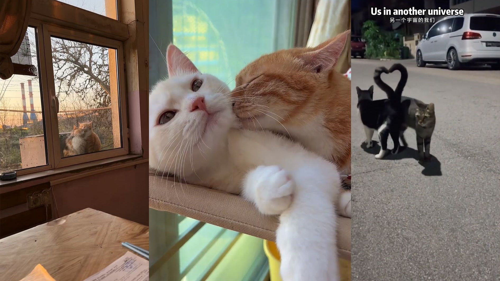 来都来了 吃点猫粮再走呗