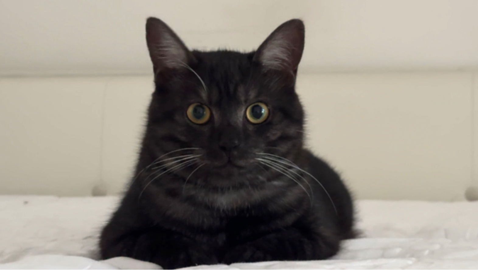 世界上居然还有不会走猫步的顺拐小猫！太好笑了