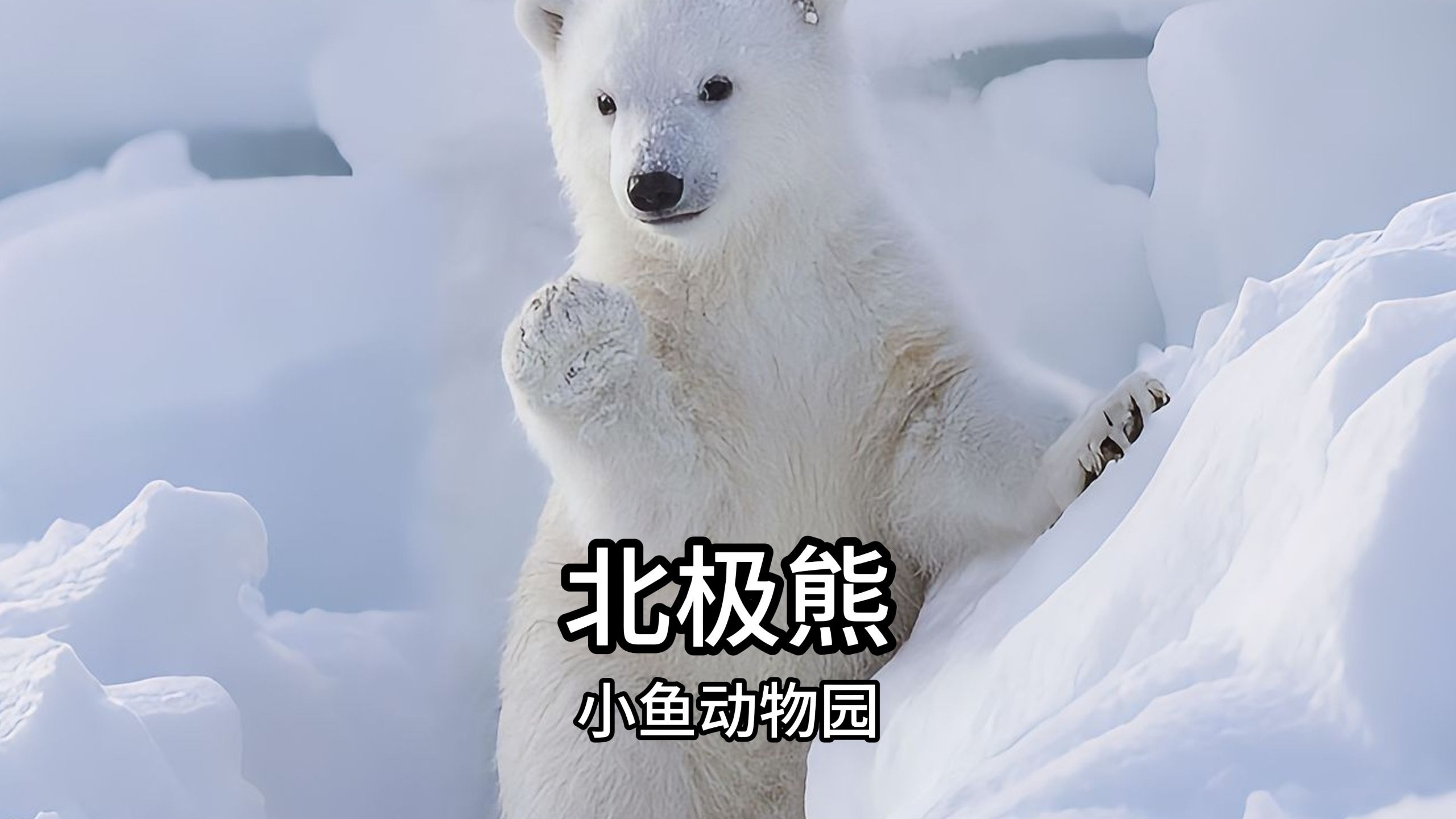 北极熊：竹篮打水并非一场空，至少竹篮变得干干净