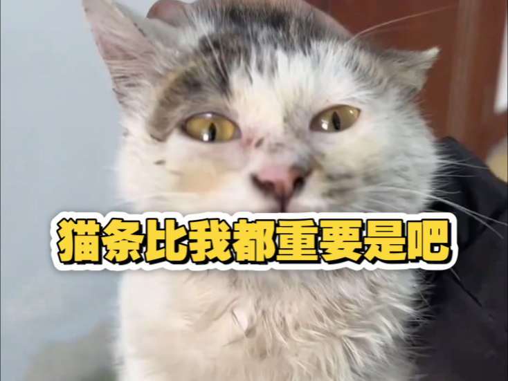 捡一只猫跟养一个爹一样